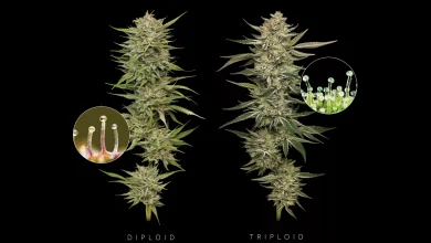 Diploid & Triploid Cannabis Seeds - Humboldt Seed Company - Seed Bank Magazine